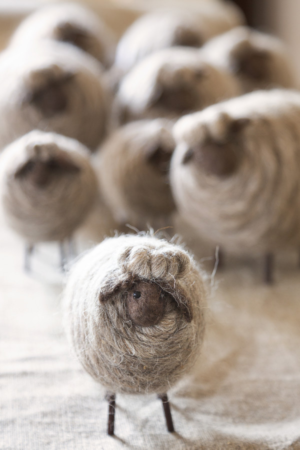 Moutons en laine grise
