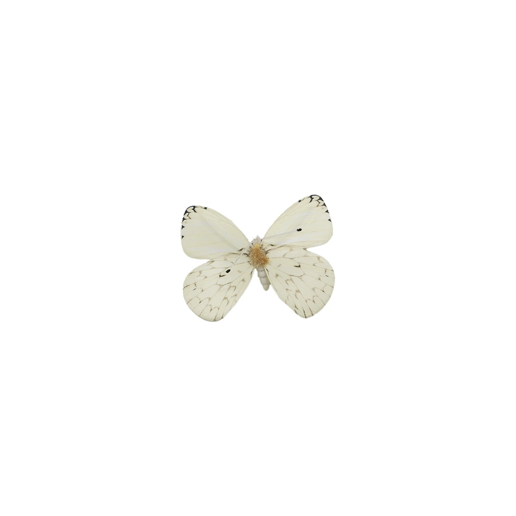 Papillon à pince blanc