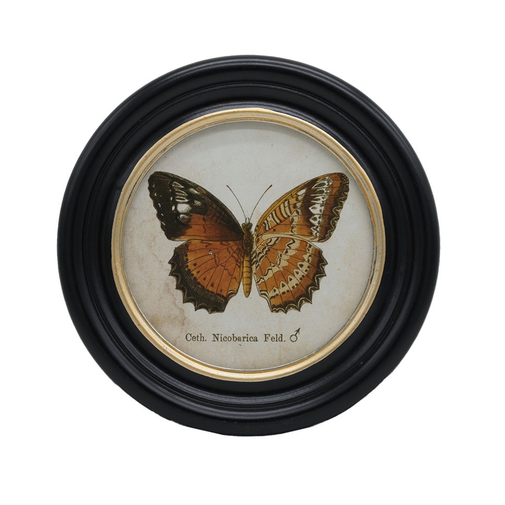 Cadre rond papillon Nicobarica