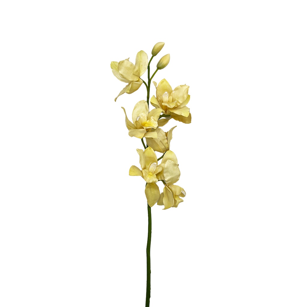 Fleur Orchidée Cymbidium