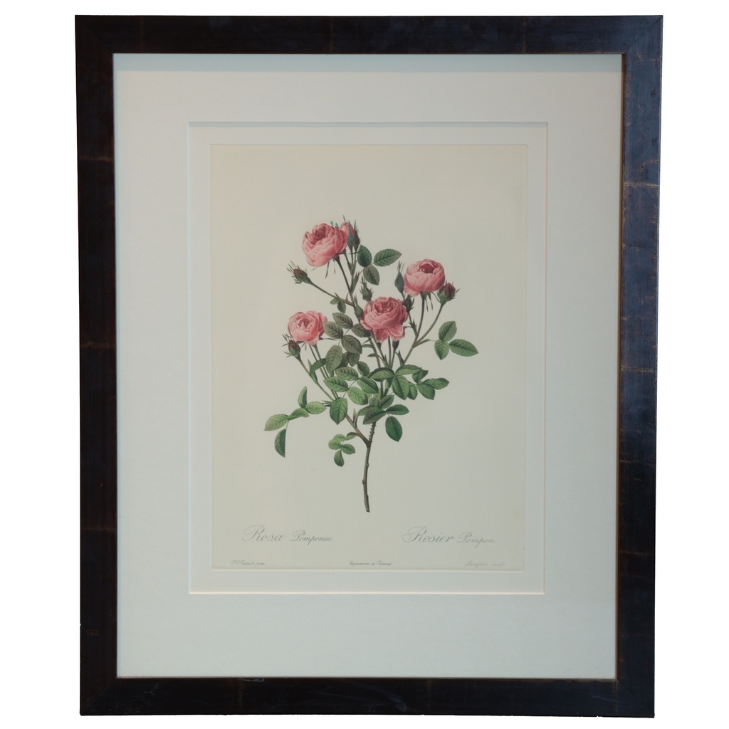 Cadre Roses Pomponia et Multiflora Carnera JP Redouté photogravure coloré main