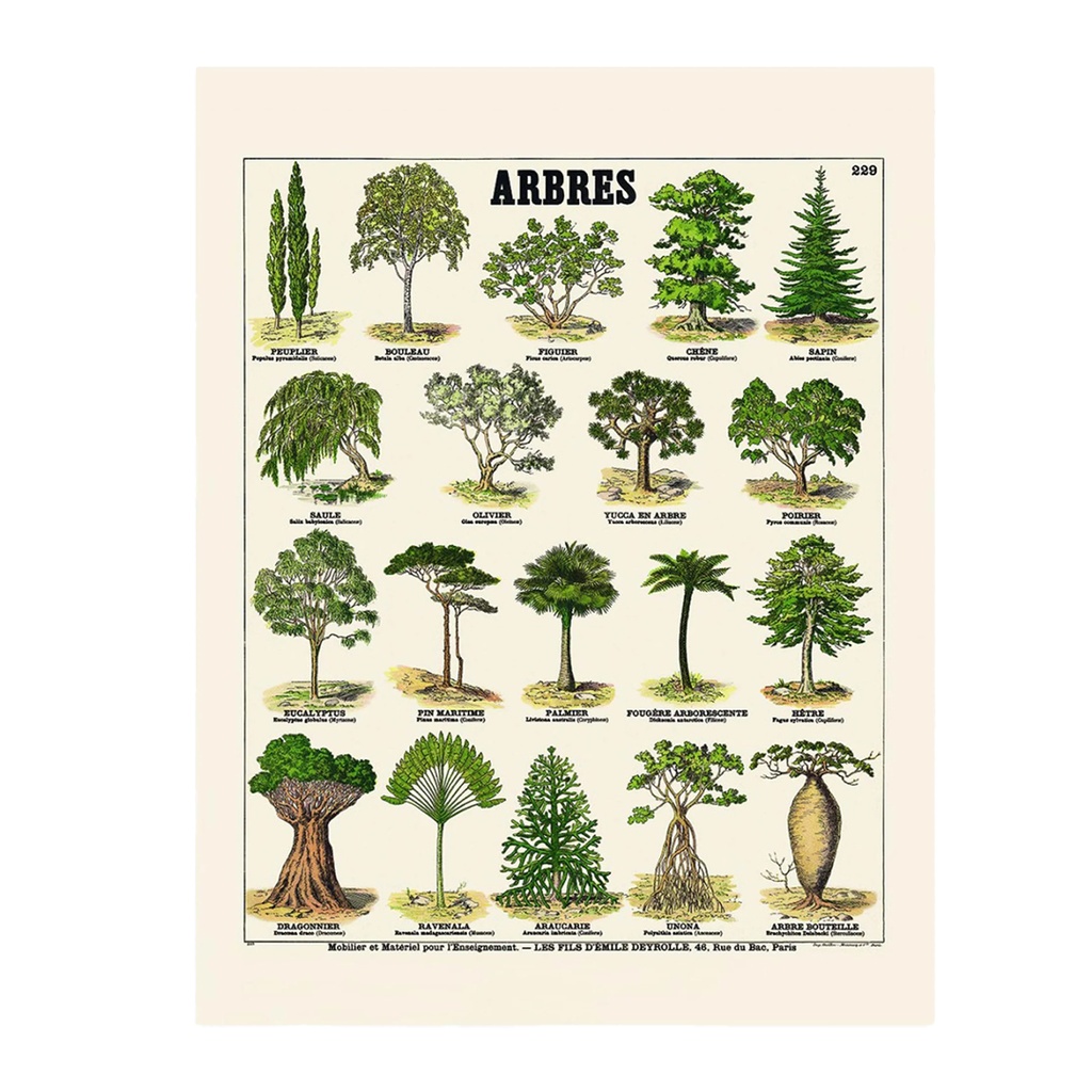 Affiche Arbres