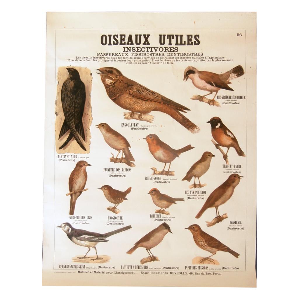 Affiche Oiseaux utiles