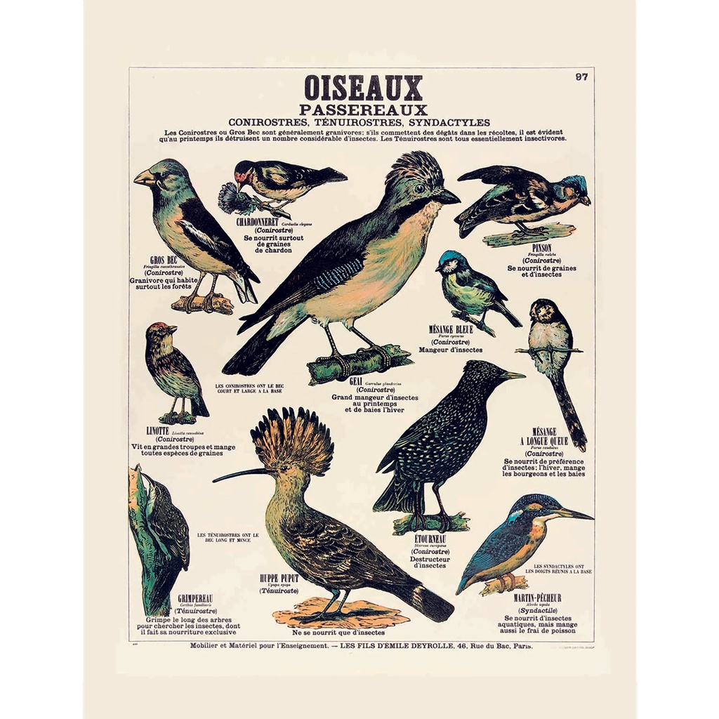 Affiche Oiseaux passereaux