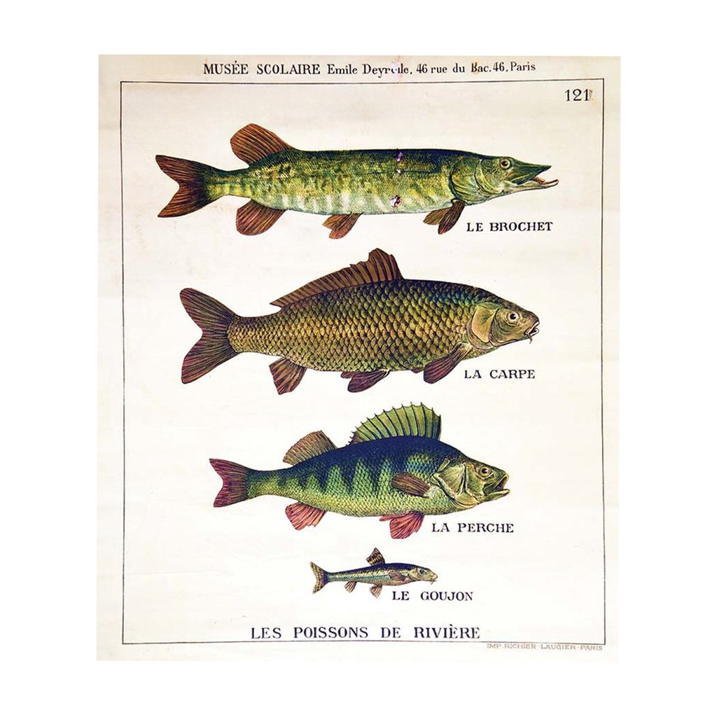 Affiche Poissons