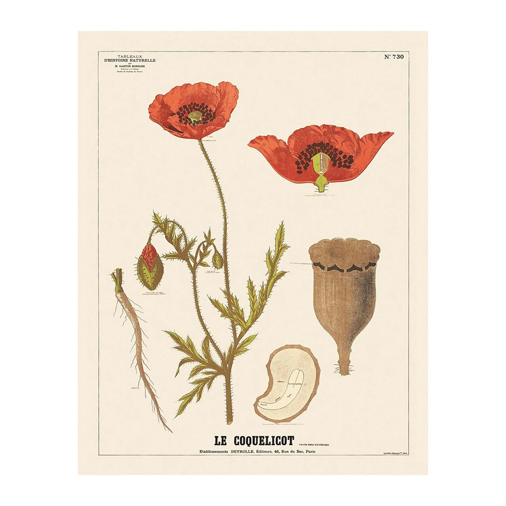 Affiche Coquelicot