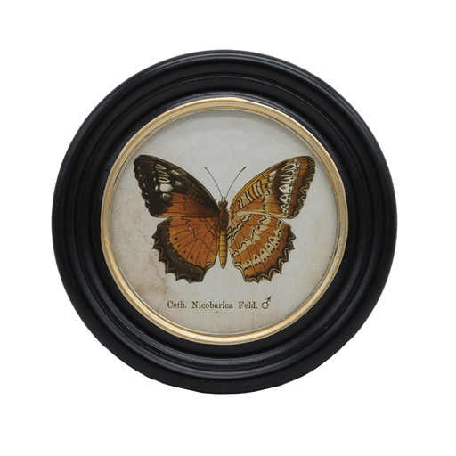 [CH002267] Cadre rond papillon Nicobarica