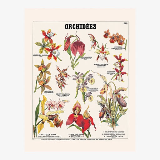 [DR000007] Affiche orchidée