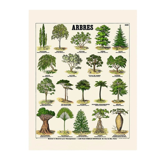 [DR000010] Affiche Arbres