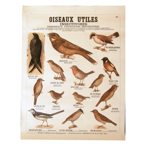 [DR000011] Affiche Oiseaux utiles