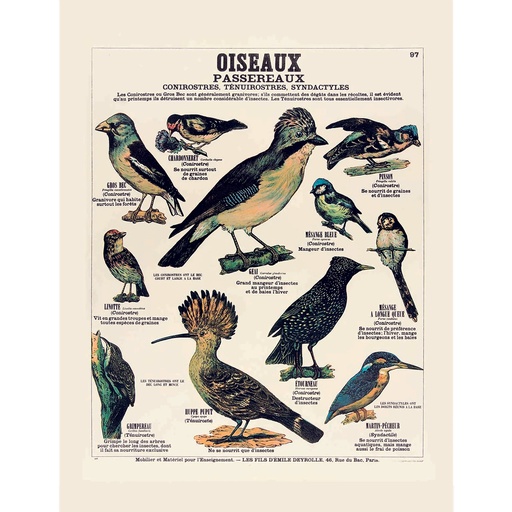 [DR000012] Affiche Oiseaux passereaux