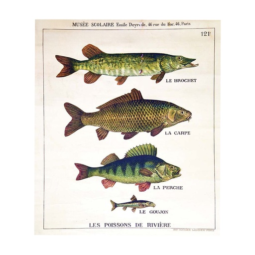 [DR000013] Affiche Poissons